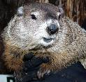Groundhog Phil
